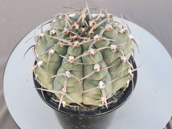 サボテンフェロシオール一鉢47本(太刺タイプ) サボテンフェロシオール