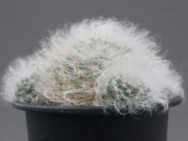 現品・現物】 サボテン・マミラリア・マグニマンマ 夢幻城 5号 現品・現物】 サボテン・マミラリア・マグニマンマ 夢幻城 5号