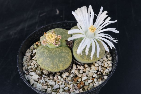 多肉植物 サボテン販売 Pico庵 リトープス属 アルビニカ Lithops Lesliei Albinica