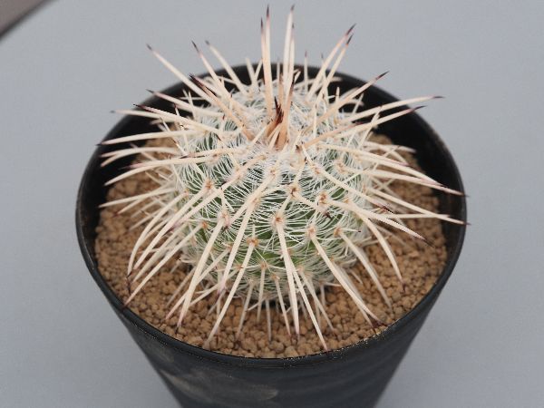 多肉植物・サボテン販売～PICO庵～ / マミラリア属