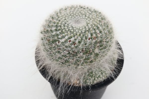 多肉植物 サボテン販売 Pico庵 マミラリア属 玉翁殿 Mammillaria Hahniana F Lanata