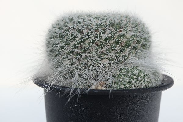 多肉植物 サボテン販売 Pico庵 マミラリア属 玉翁殿 Mammillaria Hahniana F Lanata