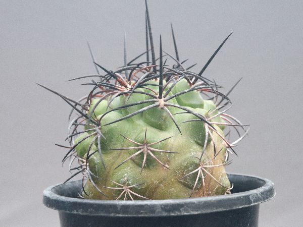 コピアポア　アルティコスタータ　阿羅々仙人　サボテン　valiem Copiapoa alticostata【コピアポア・アルチコスタータ・実生