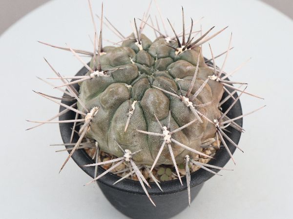 多肉植物・サボテン販売～PICO庵～ / ギムノカリキウム属