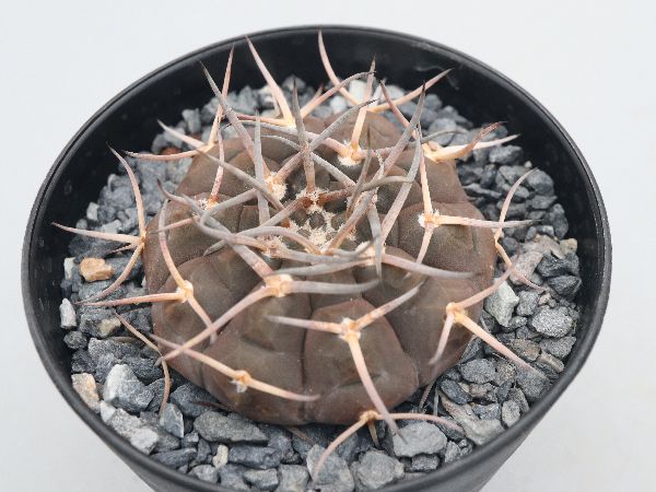 多肉植物・サボテン販売～PICO庵～ / ギムノカリキウム属