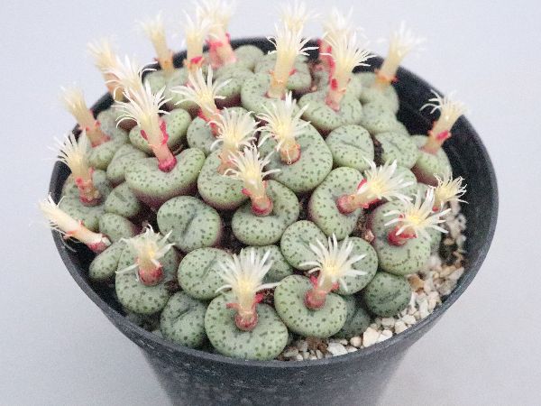 多肉植物・サボテン販売～PICO庵～ / コノフィツム属