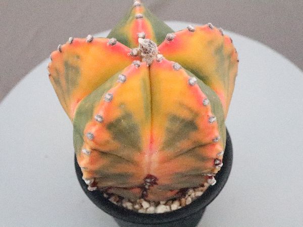 多肉植物・サボテン販売～PICO庵～ / アストロフィツム属