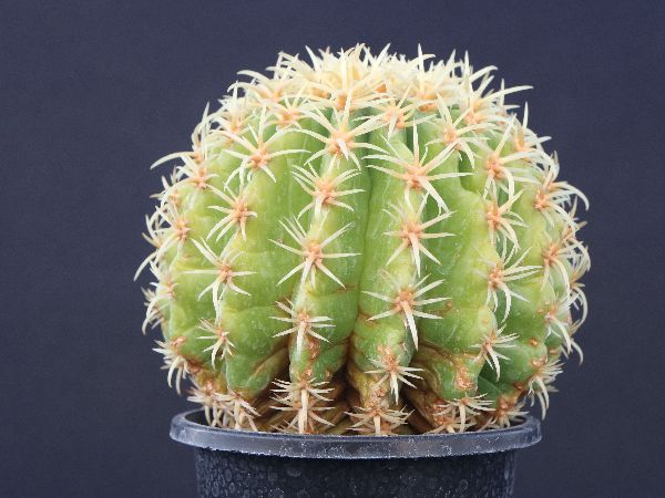 王金鯱 エキノカクタス 抜き苗 検）サボテン 塊根 菊水 コピアポア 怖く