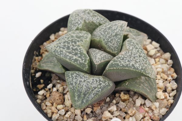 多肉植物 サボテン販売 Pico庵 ハオルチア属