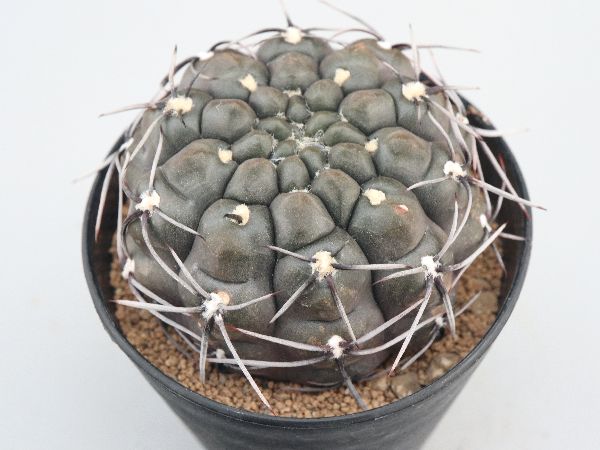 多肉植物・サボテン販売～PICO庵～ / ギムノカリキウム属