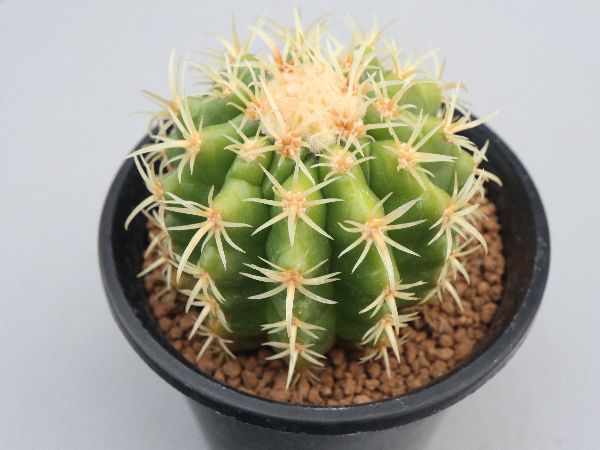 多肉植物・サボテン販売～PICO庵～ / エキノカクタス属