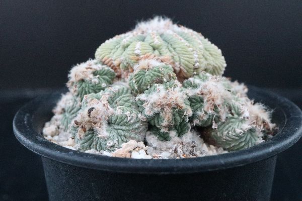 多肉植物 サボテン販売 Pico庵 アズテキウム属 花籠 Aztekium Ritteri