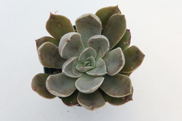 多肉植物 サボテン販売 Pico庵 エケベリア属 花筏 クリスタル Echeveria Hanaikada Crystal