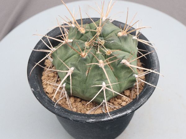 本日値下げ！　エリオシケ　極光丸　ギムノカリキウム ストリグリアナム　セット 2100000304509_1.jpg?v=