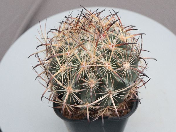 多肉植物・サボテン販売～PICO庵～ / その他