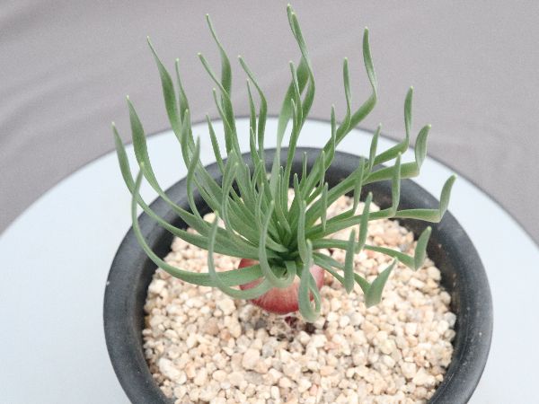 ゲチリス　ナマクエンシス ゲチリス ナマクエンシス Gethyllis namaquensis 大球 - tipwell