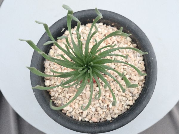 ゲチリス　ナマクエンシス ゲチリス ナマクエンシス Gethyllis namaquensis 大球 - tipwell