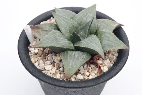 多肉植物 サボテン販売 Pico庵 ハオルチア属