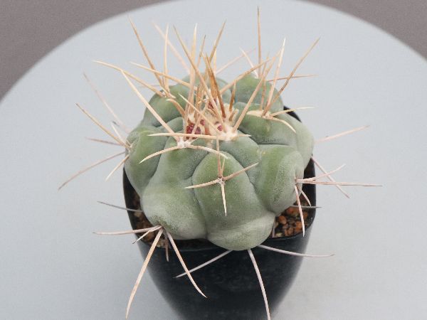 サボテン テロカクタス 紅鷹 古株 実生 楽天市場】サボテン：テロカクタス 紅鷹 T氏実生*幅4.5cm : 遊恵盆栽