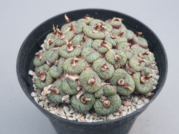 多肉植物・サボテン販売～PICO庵～ / コノフィツム属