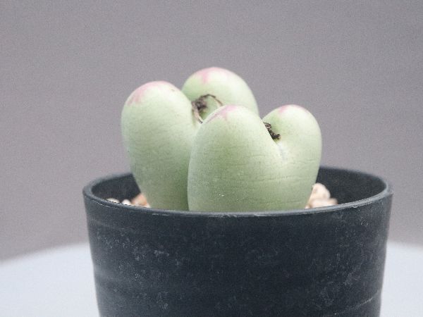 多肉植物・サボテン販売～PICO庵～ / コノフィツム属 桃割娘