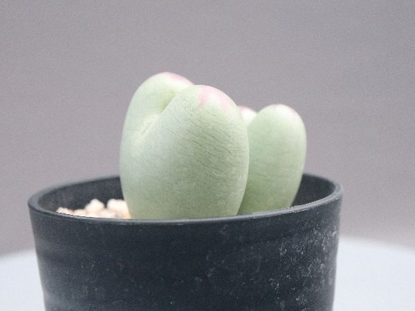 多肉植物・サボテン販売～PICO庵～ / コノフィツム属 桃割娘