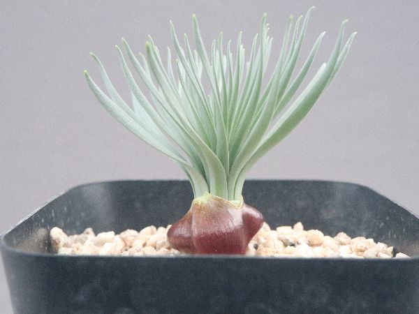 多肉植物・サボテン販売～PICO庵～ / Gethyllis namaquensis（ゲチリス