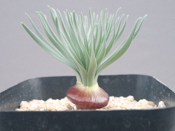 多肉植物・サボテン販売～PICO庵～ / Gethyllis namaquensis（ゲチリス