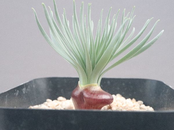 多肉植物・サボテン販売～PICO庵～ / Gethyllis namaquensis（ゲチリス