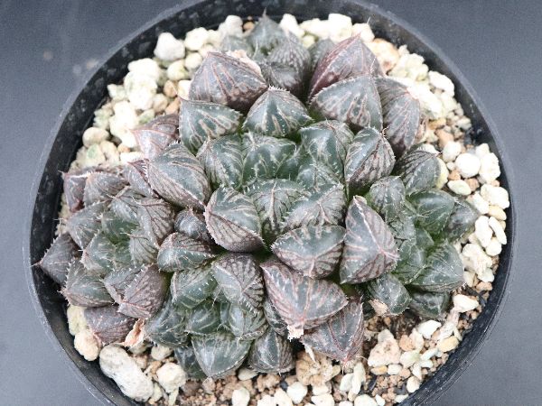 多肉植物 サボテン販売 Pico庵 ハオルチア属 ミラーボール Haworthia Mirrorball