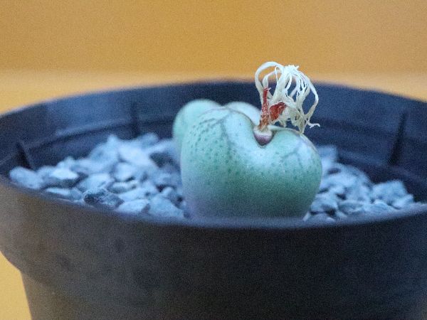 C. ficiforme (worcester) white flower コノフィツム 白花