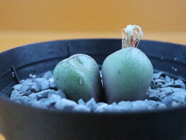 C. ficiforme (worcester) white flower コノフィツム 白花