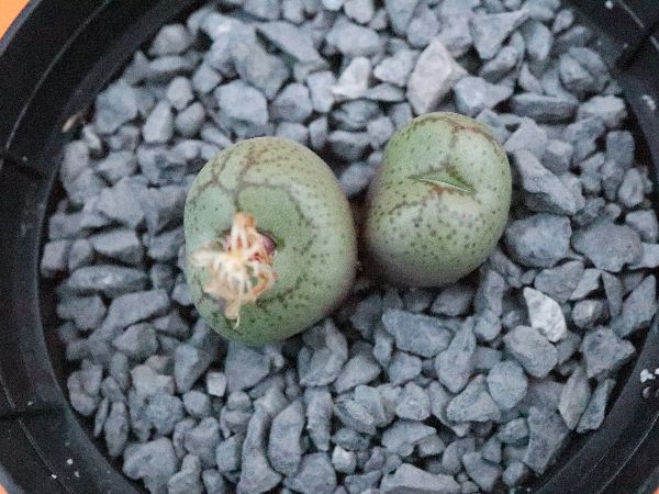 C. ficiforme (worcester) white flower コノフィツム 白花