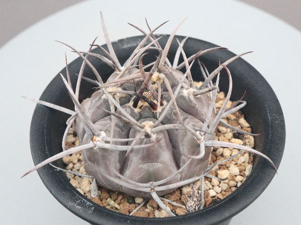 年始セール！　黒王丸　実生　台付 Yahoo!オークション -「黒王丸」(観葉植物) の落札相場・落札価格