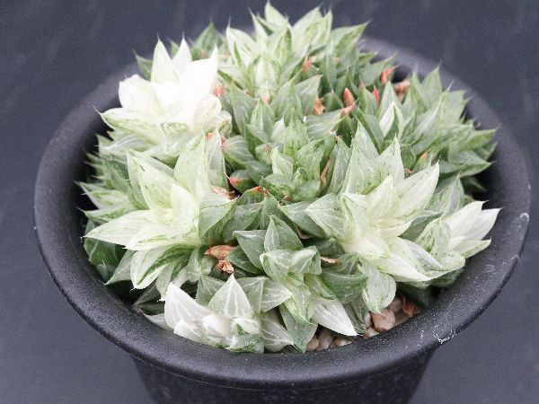 多肉植物 サボテン販売 Pico庵 ハオルチア属 旧来型氷砂糖 Haworthia Turgida F Variegata