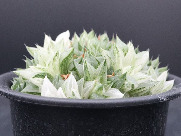多肉植物 サボテン販売 Pico庵 ハオルチア属 旧来型氷砂糖 Haworthia Turgida F Variegata