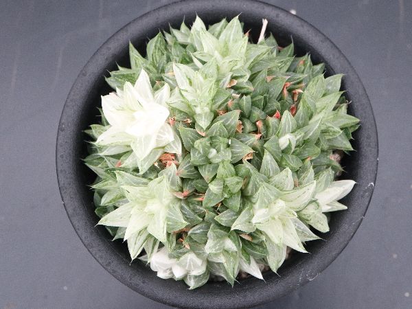 多肉植物 サボテン販売 Pico庵 ハオルチア属 旧来型氷砂糖 Haworthia Turgida F Variegata