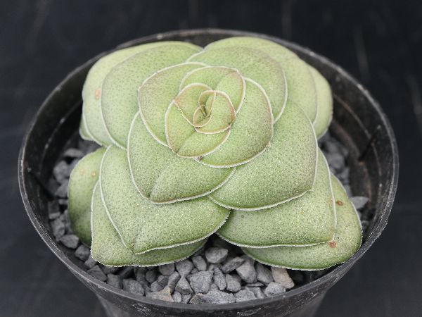 多肉植物 サボテン販売 Pico庵 クラッスラ属 巴 Crassula Hemisphaerica
