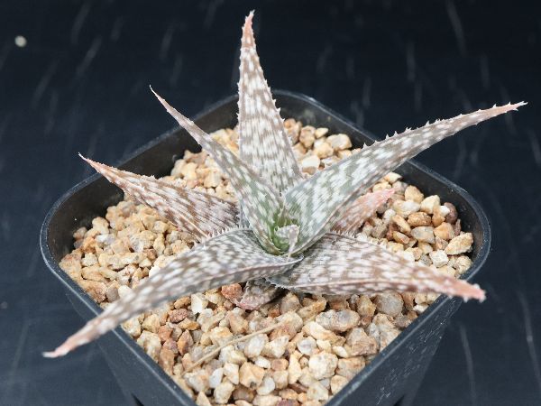 多肉植物 サボテン販売 Pico庵 アロエ属 ラウィ Aloe Rauhii