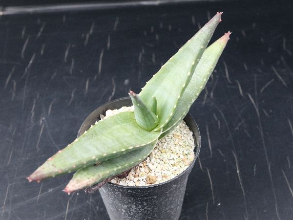 送料無料 アロエ原種 Aloe Sp 南アフリカ原産 サボテン 多肉植物 輸入 実生 特大群生株 累計販売2万枚突破