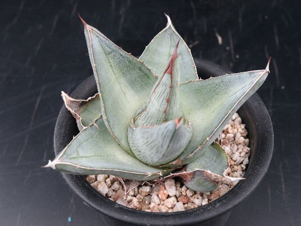 お気に入り チレコドン グランディフローラ 抜き苗発送 サボテン 多肉植物 植物 観葉植物 Dunyaintl Com