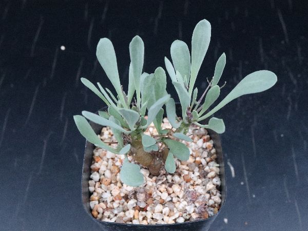 お気に入り チレコドン グランディフローラ 抜き苗発送 サボテン 多肉植物 植物 観葉植物 Dunyaintl Com