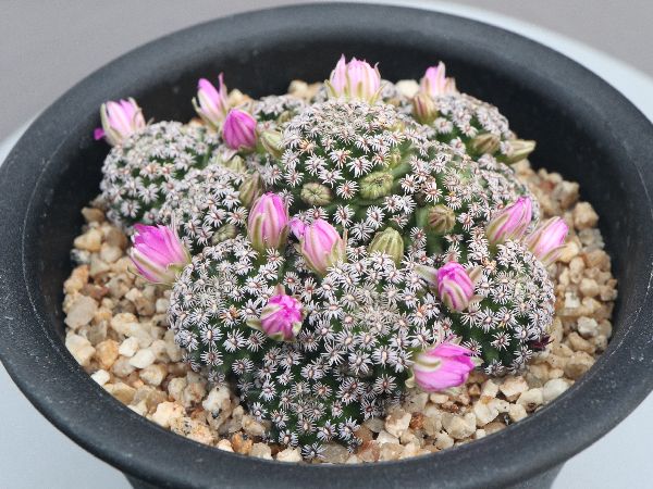 多肉植物・サボテン販売～PICO庵～ / マミラリア属