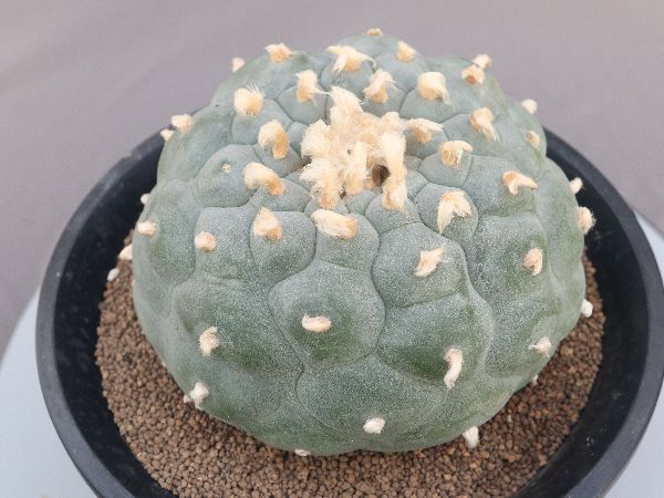 多肉植物・サボテン販売～PICO庵～ / ロホホラ属